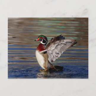 Cartão Postal Pato de Madeira