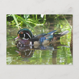 Cartão Postal pato de madeira