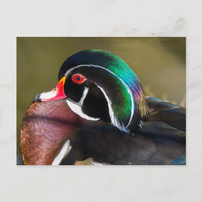 Cartão Postal Pato de Madeira (Frente)