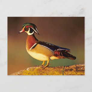 Cartão Postal pato de madeira masculino, Illinois