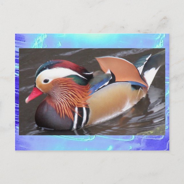 Cartão postal - Pato de mandarim (Frente)