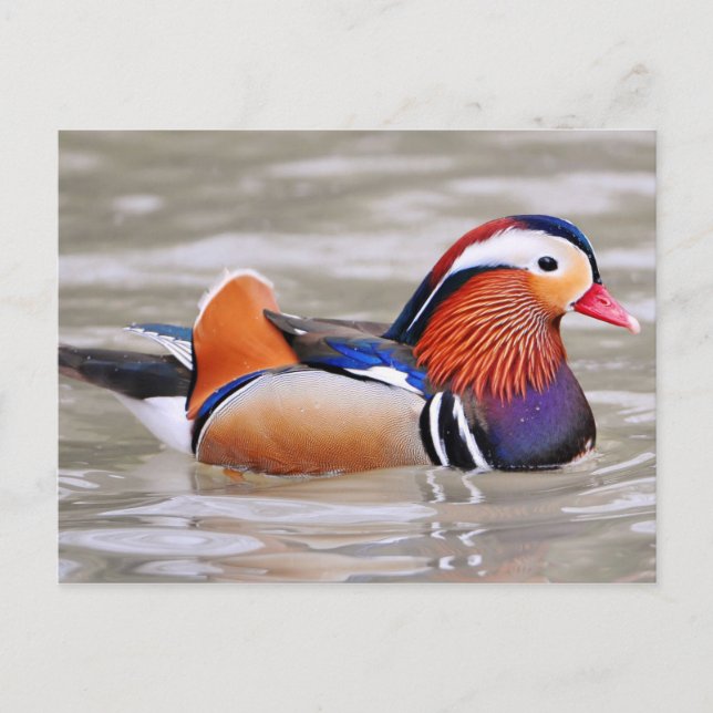Cartão Postal Pato de mandarim (Aix galericulata) (Frente)