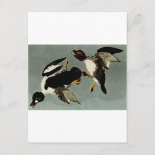 Cartão Postal Pato-de-ouro-comum