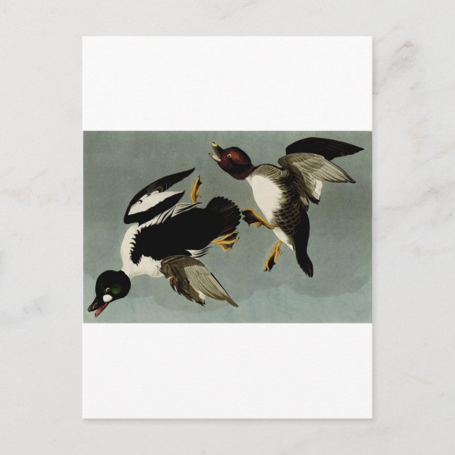 Cartão Postal Pato-de-ouro-comum (Frente)