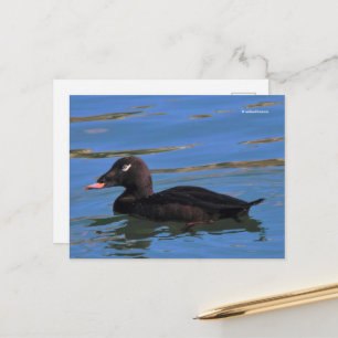 Cartão Postal Pato de Scoter de Asas Brancas Masculinas no Pier