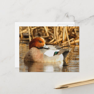 Cartão Postal Pato de Wigeon Eurasiano espantoso em Pond