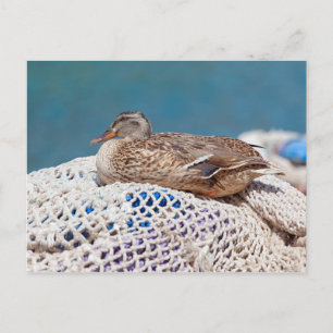 Cartão Postal Pato Descansado