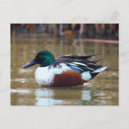 Cartão Postal Pato do norte Shoveler no Pond
