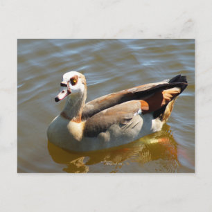 Cartão Postal Pato do Paraíso Tropical Cartão-Postal