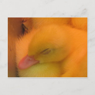 Cartão Postal Pato Dormindo