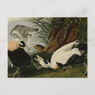 Cartão Postal Pato Eider, Cavaleiro Comum, Aves de Audubon da Am