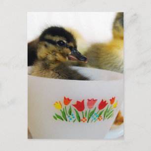 Cartão Postal Pato em um Teacup