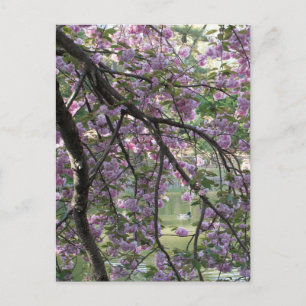 Cartão Postal Pato entre os Blossomas de Cereja