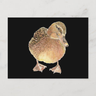 Cartão Postal Pato, Fazenda animal, animal de estimação
