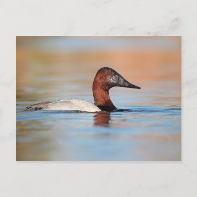 Cartão Postal Pato Male Canvasback (Frente)