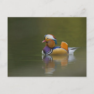 Cartão Postal Pato mandarim selvagem (Aix galericulata) no escur