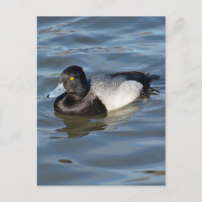 Cartão Postal Pato Menor Scaup (Frente)