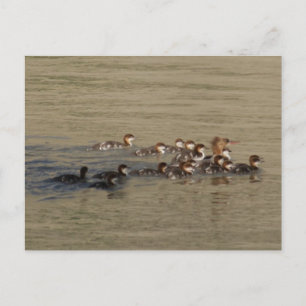 Cartão Postal Pato Merganser B17 e Patinhos