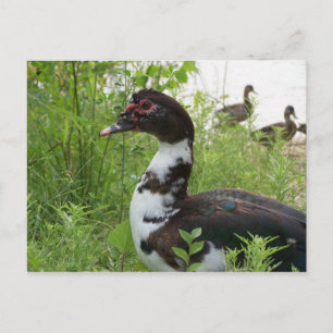 Cartão Postal Pato-moscovita