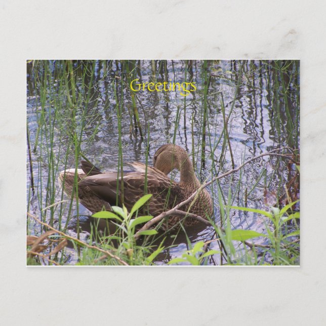 Cartão Postal Pato nadando num lago (Frente)