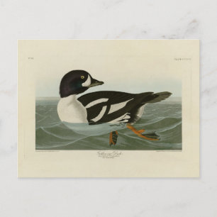 Cartão Postal Pato-ouro das Aves da América de Audubon
