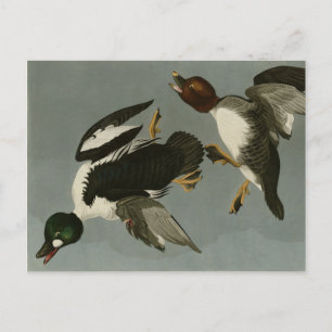 Cartão Postal Pato-ouro - das Aves da América de Audubon