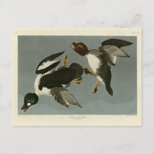 Cartão Postal Pato-ouro - das Aves da América de Audubon