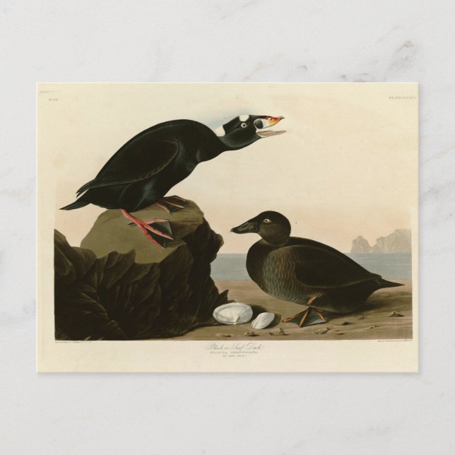 Cartão Postal Pato preto ou Surf (Frente)