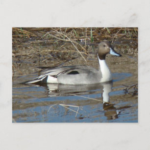 Cartão Postal Pato Rabo-de-Palha Macho B5