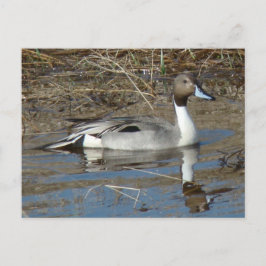 Cartão Postal Pato Rabo-de-Palha Macho B5
