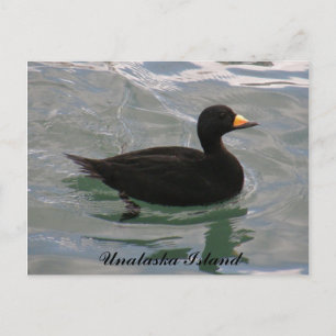 Cartão Postal Pato Scoter Negro, Ilha de Unalaska