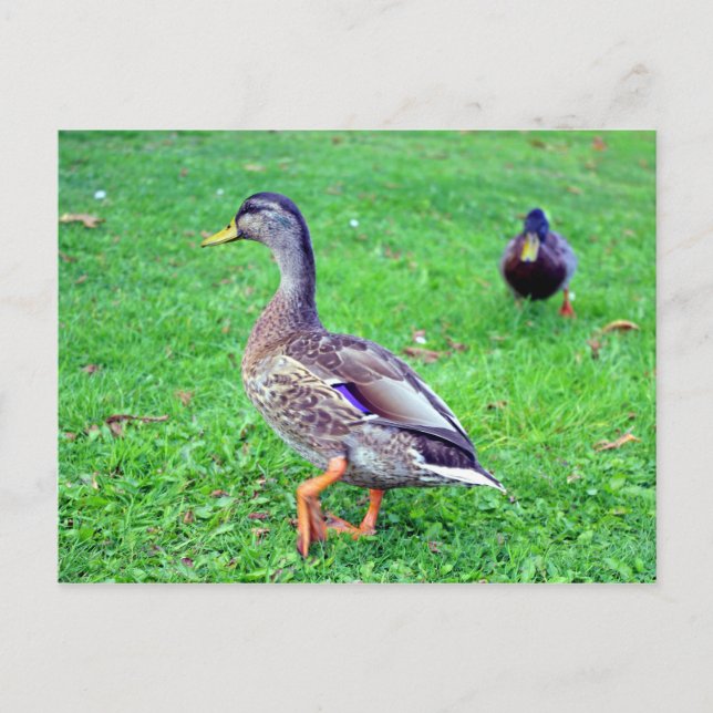 Cartão Postal pato selvagem (Frente)
