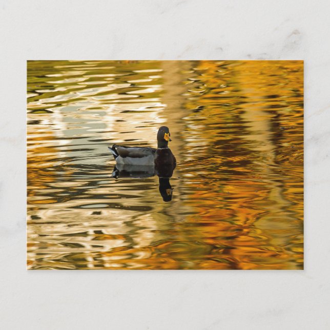 Cartão Postal Pato Sombra (Frente)