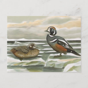 Cartão Postal Pato-torcicolo