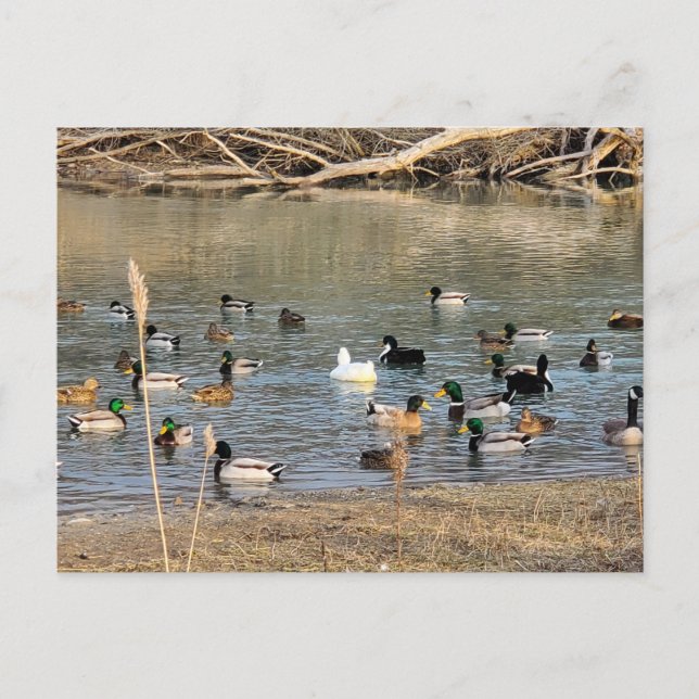Cartão Postal Patos (Frente)