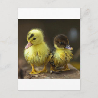 Cartão Postal Patos