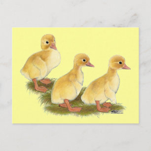 Cartão Postal Patos Amarelos
