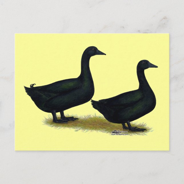 Cartão Postal Patos: Black Cayugas (Frente)