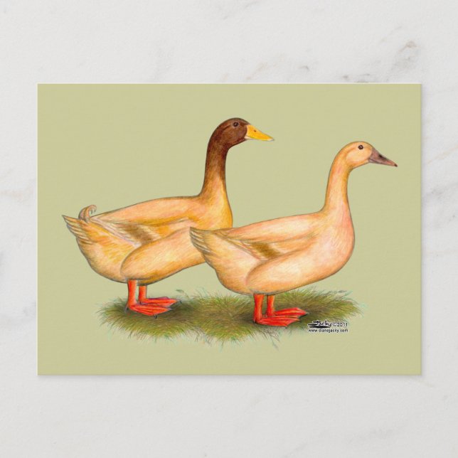 Cartão Postal Patos: Buff Orpington (Frente)