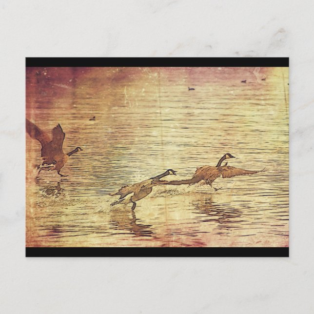 Cartão Postal Patos Correntes (Frente)