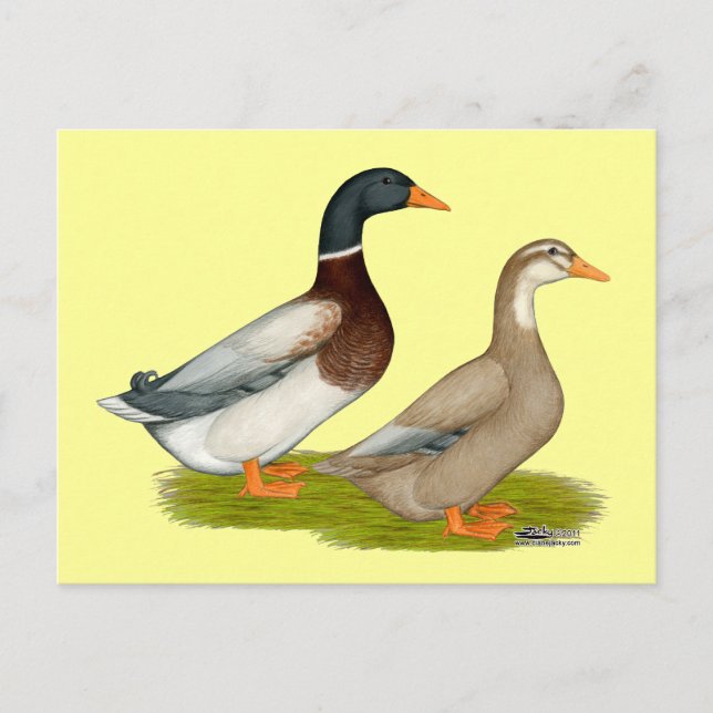 Cartão Postal Patos da Saxónia (Frente)