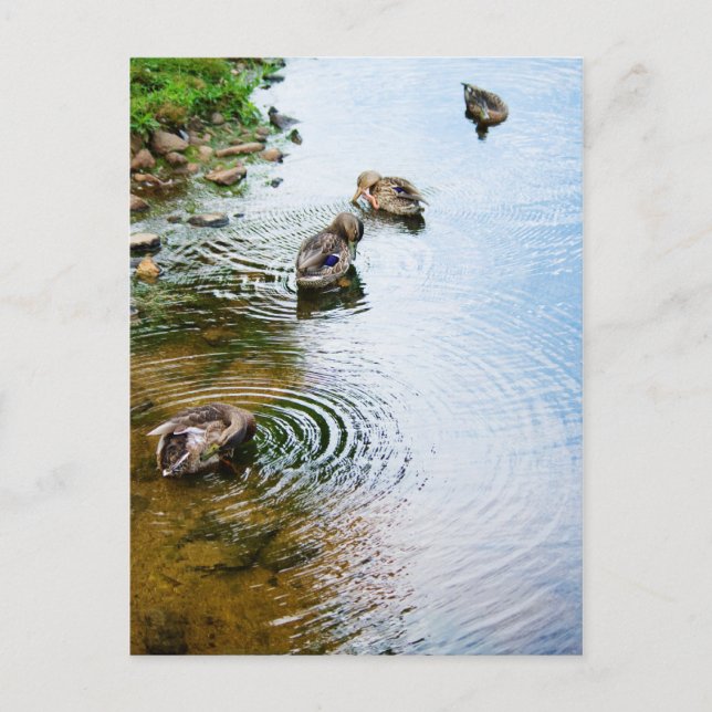 Cartão Postal Patos de alvoroço 2 (Frente)