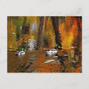 Cartão Postal Patos De Mallard Com Cores De Outono