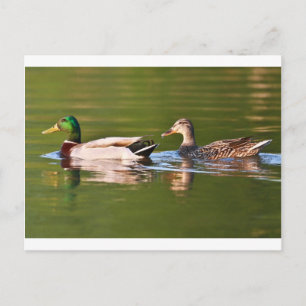Cartão Postal Patos de Mallard Masculinos e Femininos Nadando