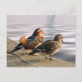 Cartão Postal Patos de mandarim