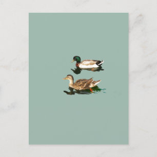 Cartão Postal Patos-de-pata
