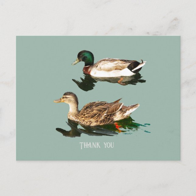 Cartão Postal Patos-de-pata (Frente)