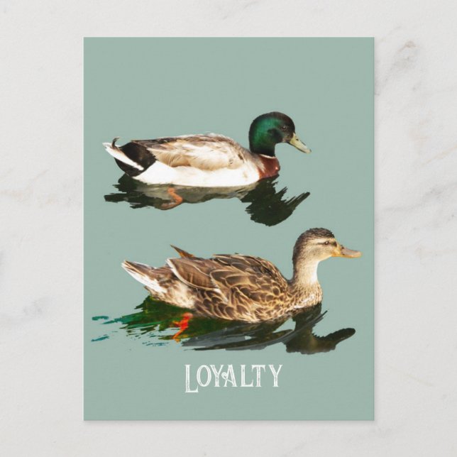 Cartão Postal Patos-de-pata (Frente)