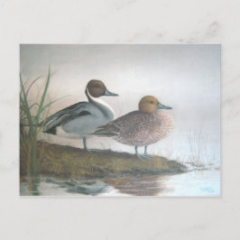 Cartão Postal Patos de Pintail