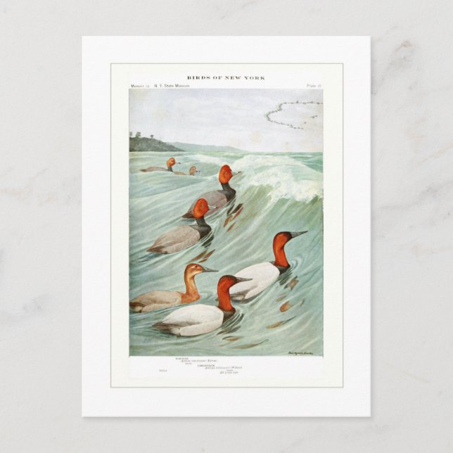 Cartão Postal Patos de ruiva e de canvasback (Frente)